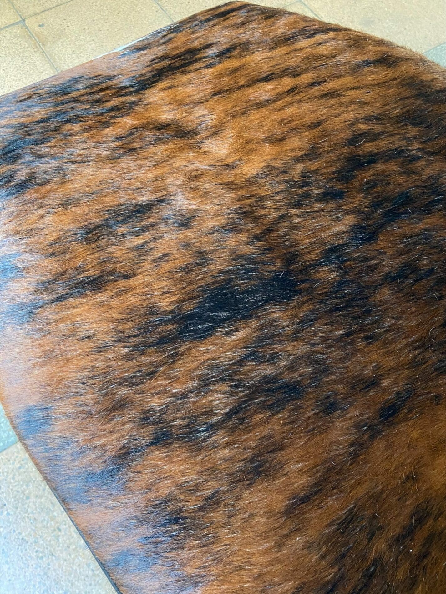 Le Corbusier et Charlotte Perriand – Chaise longue LC4 Poney marron plein