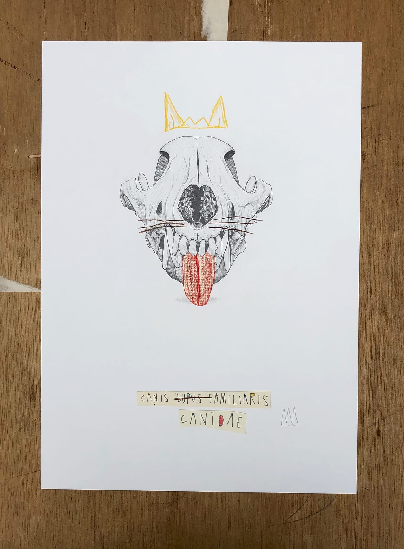 Mateo Andrea – Canis Candea – Dessin 2020